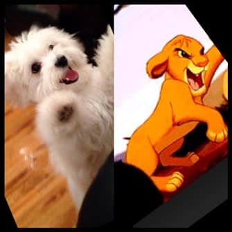 maltese-jumping-up-compared-to-lion